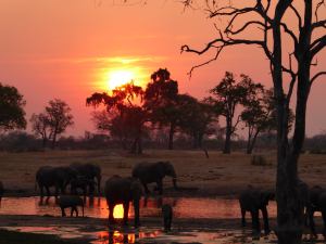 Sunset with the Elephants